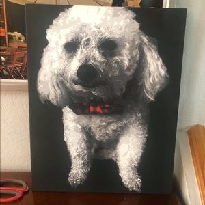 Pet Portraits